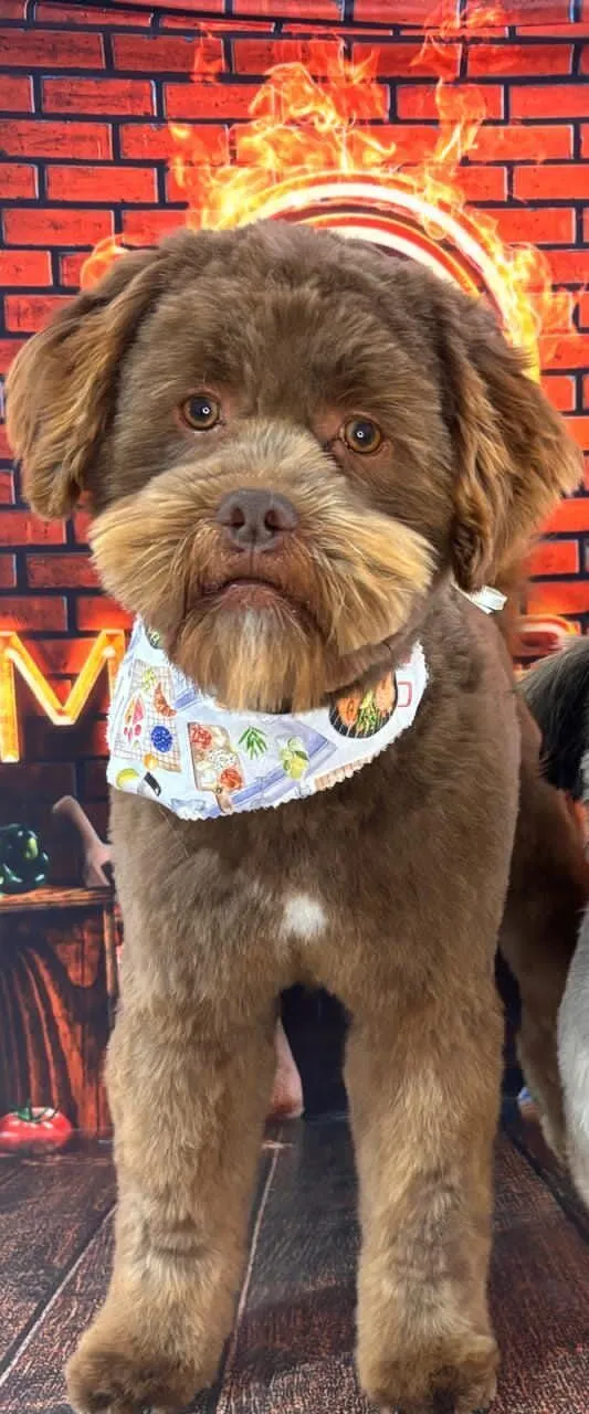 Cachorro raça SRD-ViraLata idade 1 ano nome Nick
