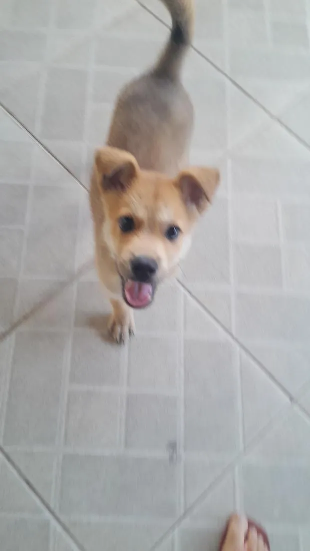 Cachorro raça SRD-ViraLata idade 2 a 6 meses nome Max