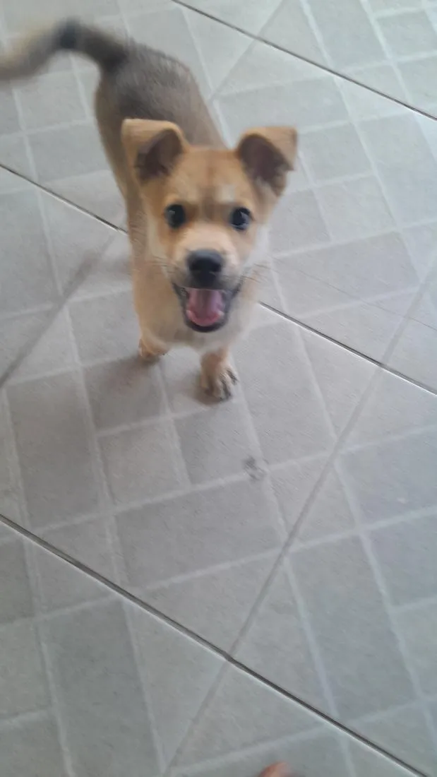 Cachorro raça SRD-ViraLata idade 2 a 6 meses nome Max