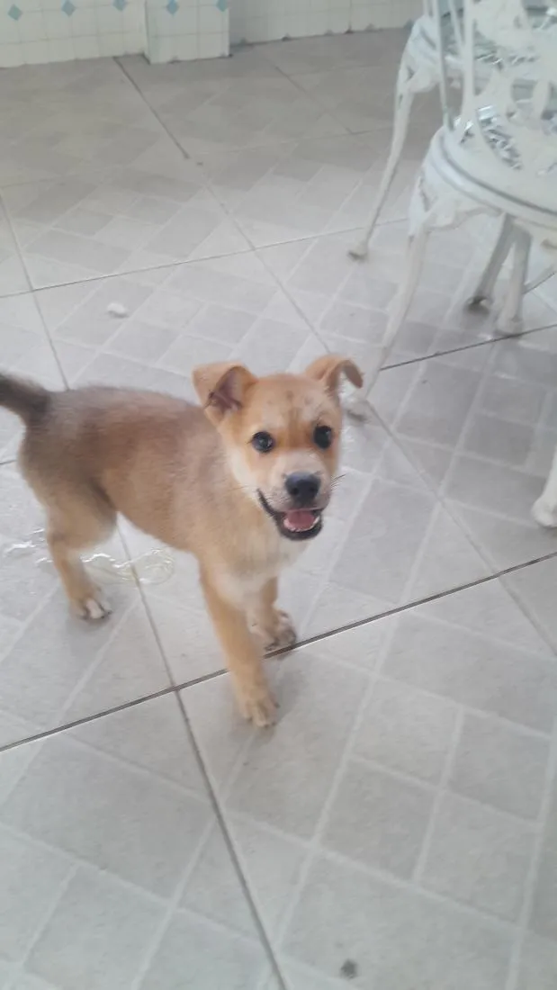 Cachorro raça SRD-ViraLata idade 2 a 6 meses nome Max