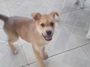 Cachorro raça SRD-ViraLata idade 2 a 6 meses nome Max