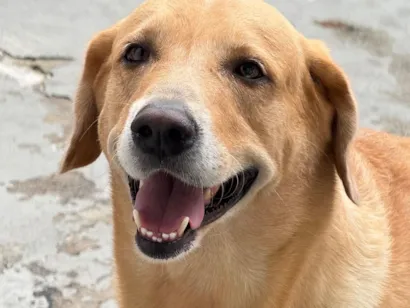 Cachorro raça SRD-ViraLata idade 5 anos nome Thor 