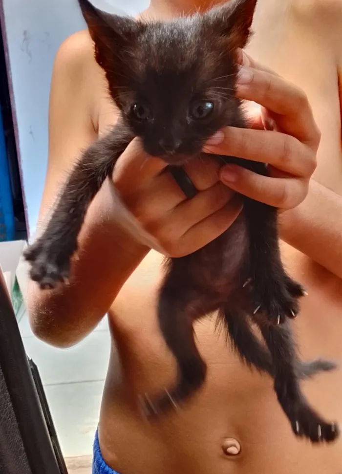 Gato raça SRD-ViraLata idade Abaixo de 2 meses nome não tem nomes