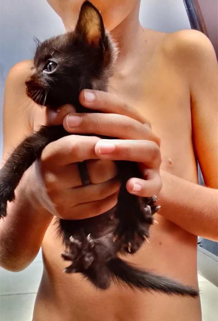 Gato raça SRD-ViraLata idade Abaixo de 2 meses nome não tem nomes