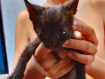 Gato raça SRD-ViraLata idade Abaixo de 2 meses nome não tem nomes