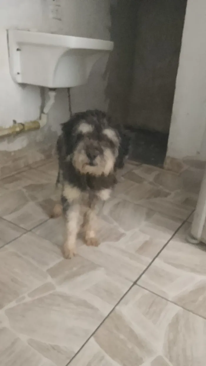 Cachorro raça SRD-ViraLata idade 6 ou mais anos nome Falar com Maria - Whats 11 98715-0402