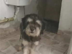 Cachorro raça SRD-ViraLata idade 6 ou mais anos nome Falar com Maria - Whats 11 98715-0402