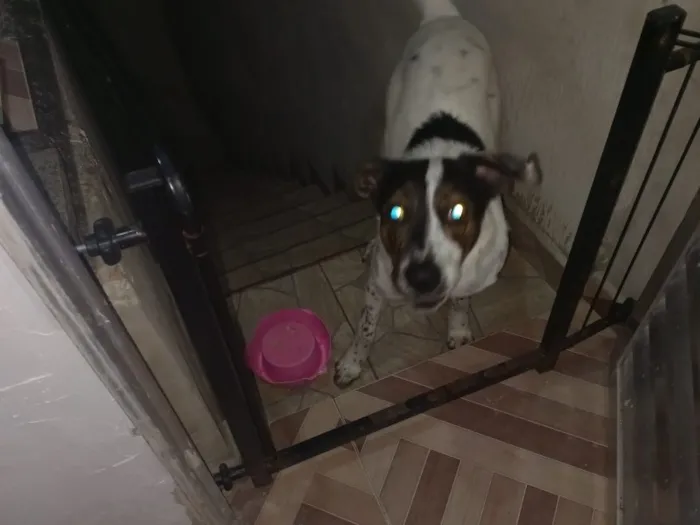 Cachorro raça SRD-ViraLata idade 6 ou mais anos nome Falar com Viviane - Whats 11 98258-0052