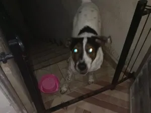 Cachorro raça SRD-ViraLata idade 6 ou mais anos nome Falar com Viviane - Whats 11 98258-0052