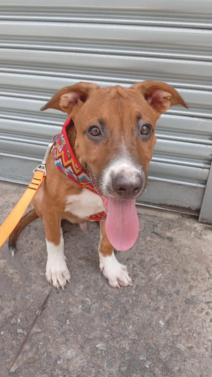 Cachorro raça SRD-ViraLata idade 7 a 11 meses nome Falar com Samuel - Whats 11 95671-7067