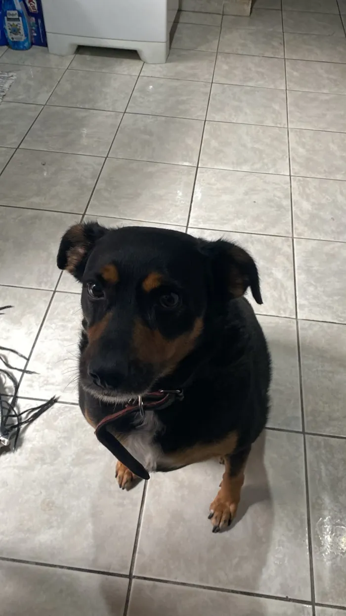 Cachorro raça SRD-ViraLata idade 2 anos nome Falar com Larissa - Whats 11 99252-2870