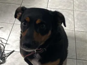 Cachorro raça SRD-ViraLata idade 2 anos nome Falar com Larissa - Whats 11 99252-2870