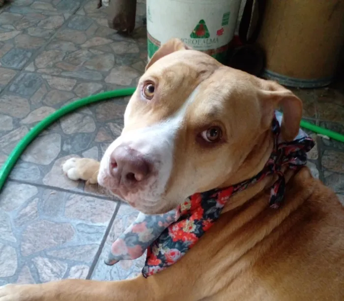 Cachorro raça SRD-ViraLata idade 3 anos nome Falar com Cristiana - Whats 11 98012-3694