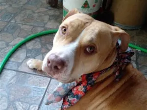 Cachorro raça SRD-ViraLata idade 3 anos nome Falar com Cristiana - Whats 11 98012-3694