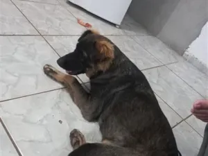 Cachorro raça SRD-ViraLata idade 3 anos nome Falar com Carlos - Whats 11 96068-6376