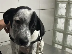 Cachorro raça SRD-ViraLata idade 2 a 6 meses nome Falar com Priscila - Whats 11 95357-1239
