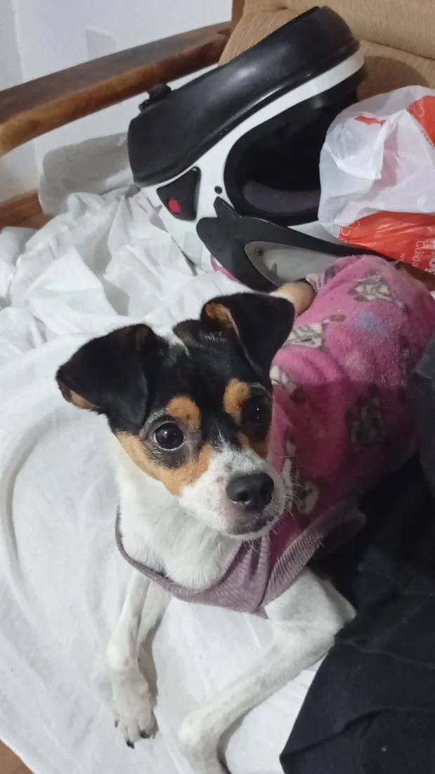 Cachorro raça SRD-ViraLata idade 7 a 11 meses nome Penélope