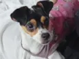 Penélope