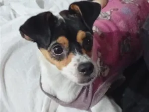 Cachorro raça SRD-ViraLata idade 7 a 11 meses nome Penélope