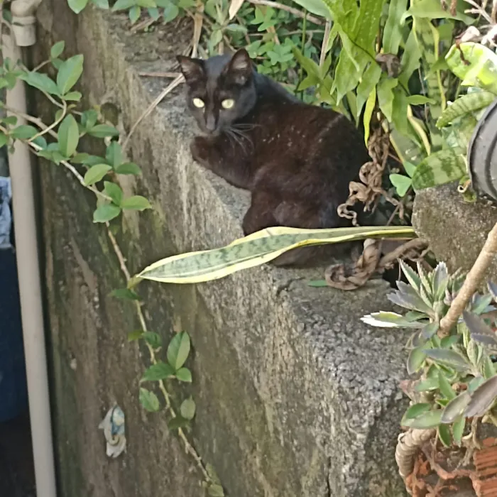 Gato raça SRD-ViraLata idade 6 ou mais anos nome Falar com Eliana - Whats 11 98879-9929