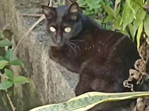 Gato raça SRD-ViraLata idade 6 ou mais anos nome Falar com Eliana - Whats 11 98879-9929