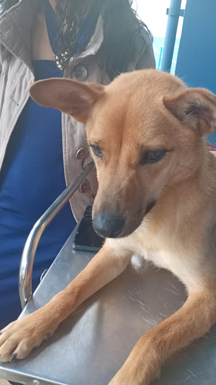 Cachorro raça SRD-ViraLata idade 1 ano nome Falar com Ericka - Whats 82 9182-0217