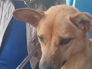 Cachorro raça SRD-ViraLata idade 1 ano nome Falar com Ericka - Whats 82 9182-0217