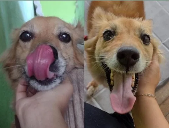 Cachorro raça SRD-ViraLata idade 1 ano nome Falar com Lorenna - Whats 11 94221-7980