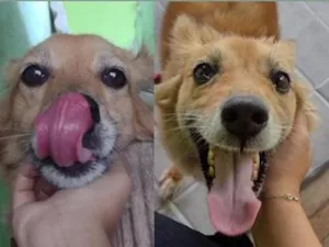 Cachorro raça SRD-ViraLata idade 1 ano nome Falar com Lorenna - Whats 11 94221-7980