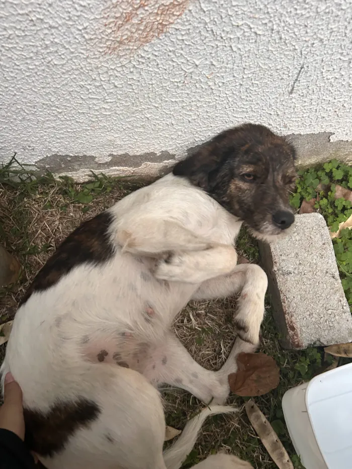 Cachorro raça SRD-ViraLata idade 1 ano nome Falar com Manuella - Whats 11 96568-1797