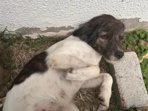 Cachorro raça SRD-ViraLata idade 1 ano nome Falar com Manuella - Whats 11 96568-1797
