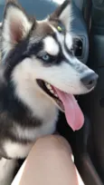 apolo