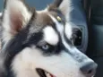apolo