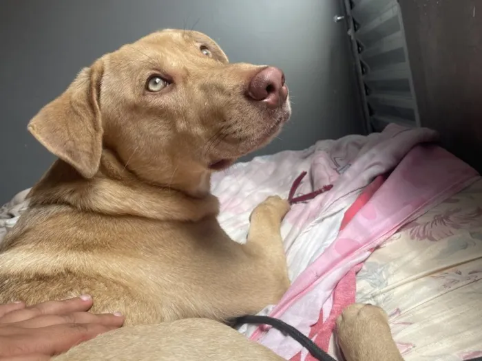 Cachorro raça SRD-ViraLata idade 7 a 11 meses nome Falar com Brenda - Whats 11 96881-0735