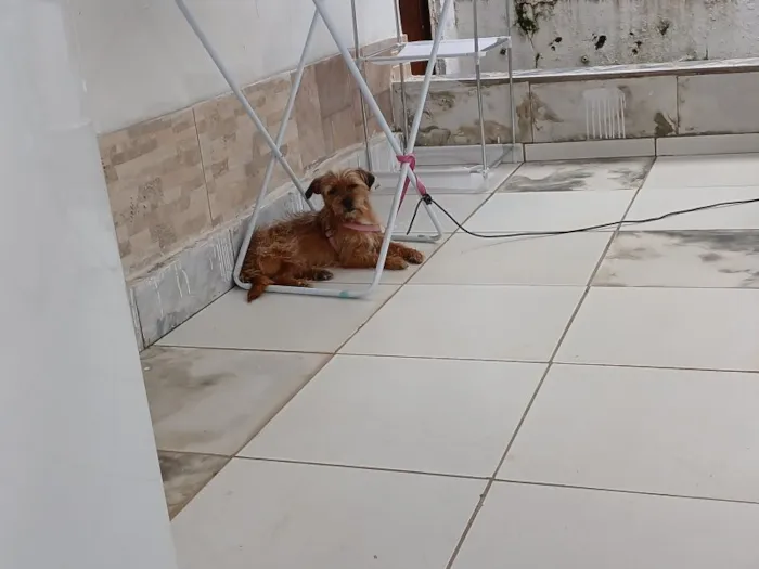 Cachorro raça SRD-ViraLata idade 3 anos nome Falar com Leninha - Whats 19 99440-3054