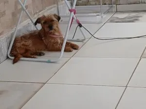 Cachorro raça SRD-ViraLata idade 3 anos nome Falar com Leninha - Whats 19 99440-3054