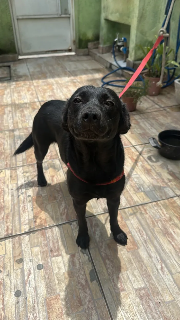 Cachorro raça SRD-ViraLata idade 2 anos nome Falar com Alaine - Whats 11 93911-3741