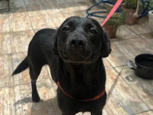 Cachorro raça SRD-ViraLata idade 2 anos nome Falar com Alaine - Whats 11 93911-3741