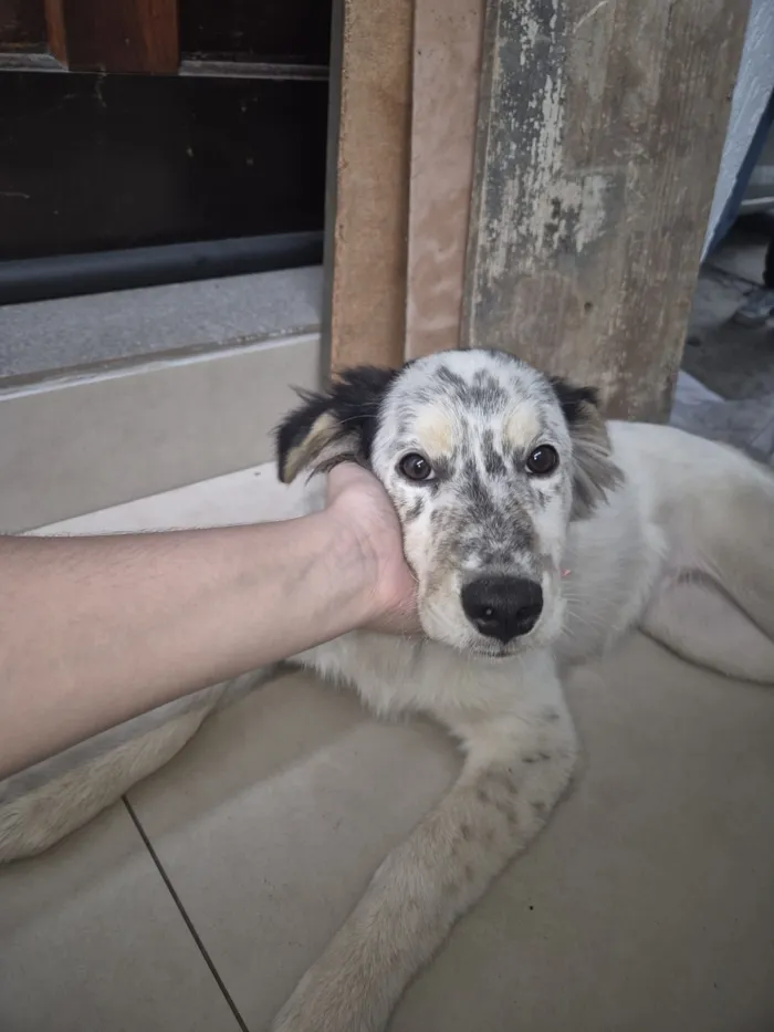 Cachorro raça SRD-ViraLata idade 2 a 6 meses nome Falar com Larissa - Whats 11 98824-9968