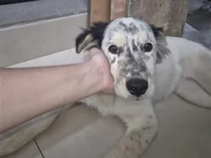 Cachorro raça SRD-ViraLata idade 2 a 6 meses nome Falar com Larissa - Whats 11 98824-9968
