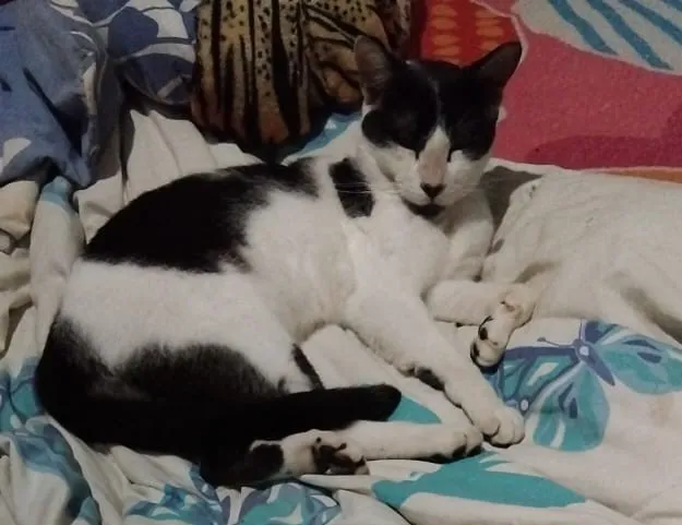 Gato raça SRD-ViraLata idade 1 ano nome Falar com Maria - Whats 13 98852-2133