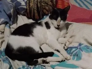 Gato raça SRD-ViraLata idade 1 ano nome Falar com Maria - Whats 13 98852-2133