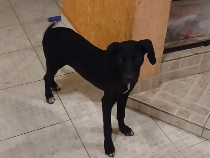 Cachorro raça SRD-ViraLata idade 1 ano nome Falar com Leticia - Whats 11 98101-1772