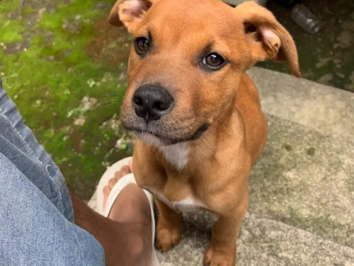 Cachorro raça SRD-ViraLata idade 2 a 6 meses nome Falar com Nicolas - Whats 11 97731-9018