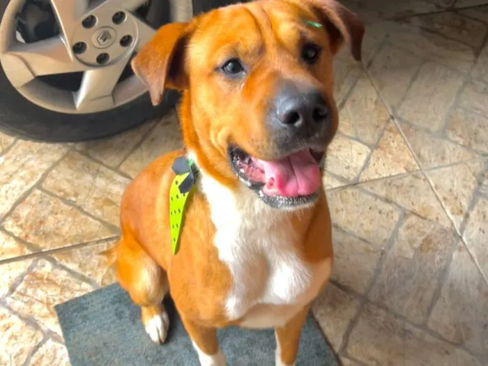Cachorro raça SRD-ViraLata idade 6 ou mais anos nome Falar com Wellington - Whats 11 96448-5593