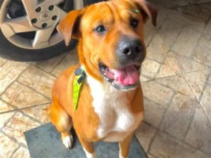 Cachorro raça SRD-ViraLata idade 6 ou mais anos nome Falar com Wellington - Whats 11 96448-5593