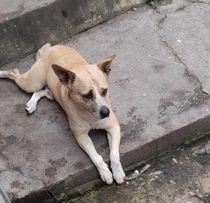 Cachorro raça SRD-ViraLata idade 6 ou mais anos nome Falar com Lucas - Whats 11 98370-1419