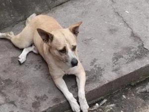 Cachorro raça SRD-ViraLata idade 6 ou mais anos nome Falar com Lucas - Whats 11 98370-1419