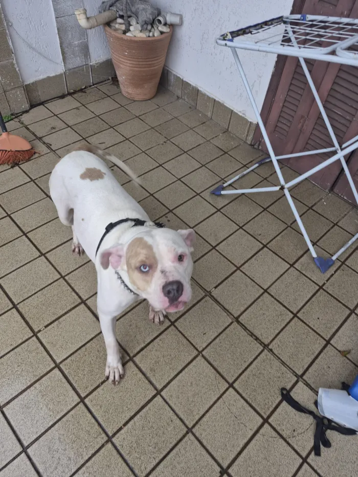 Cachorro raça SRD-ViraLata idade 6 ou mais anos nome Falar com João - Whats 11 98602-7457