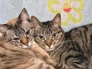 Gato raça SRD-ViraLata idade 1 ano nome Falar com Gisele - Whats 13 99194-5995
